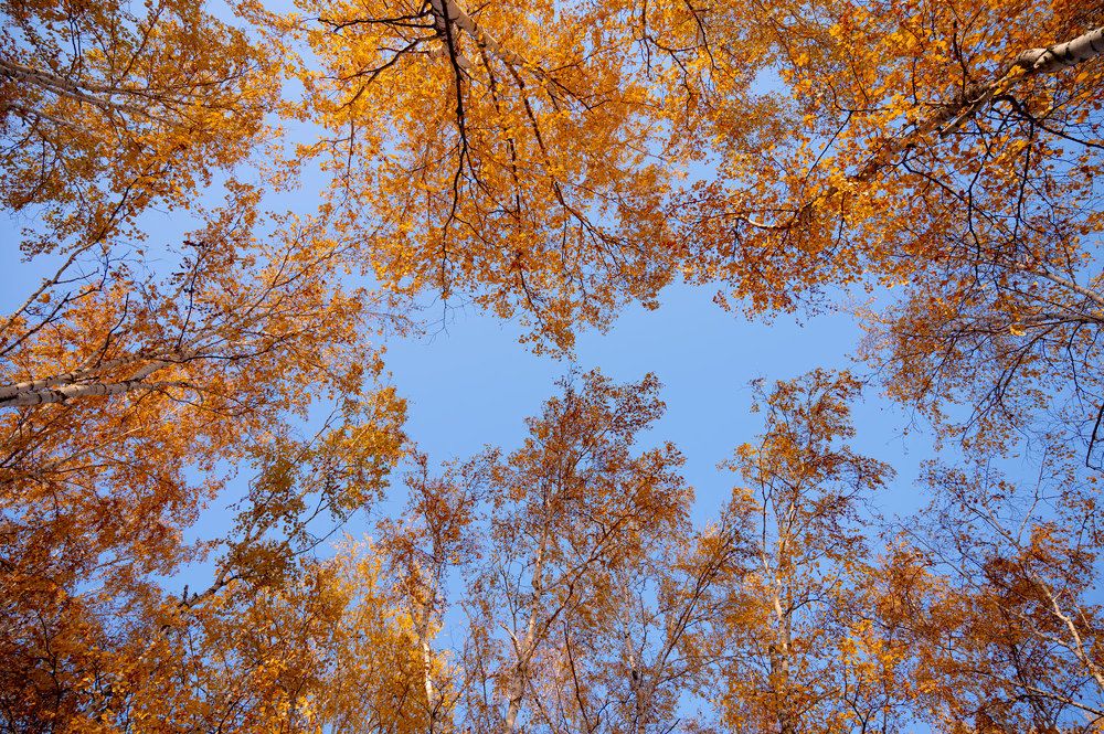 Photograph by Надежда Преминина