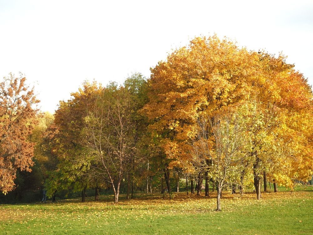 Photograph by Алена Горшкова