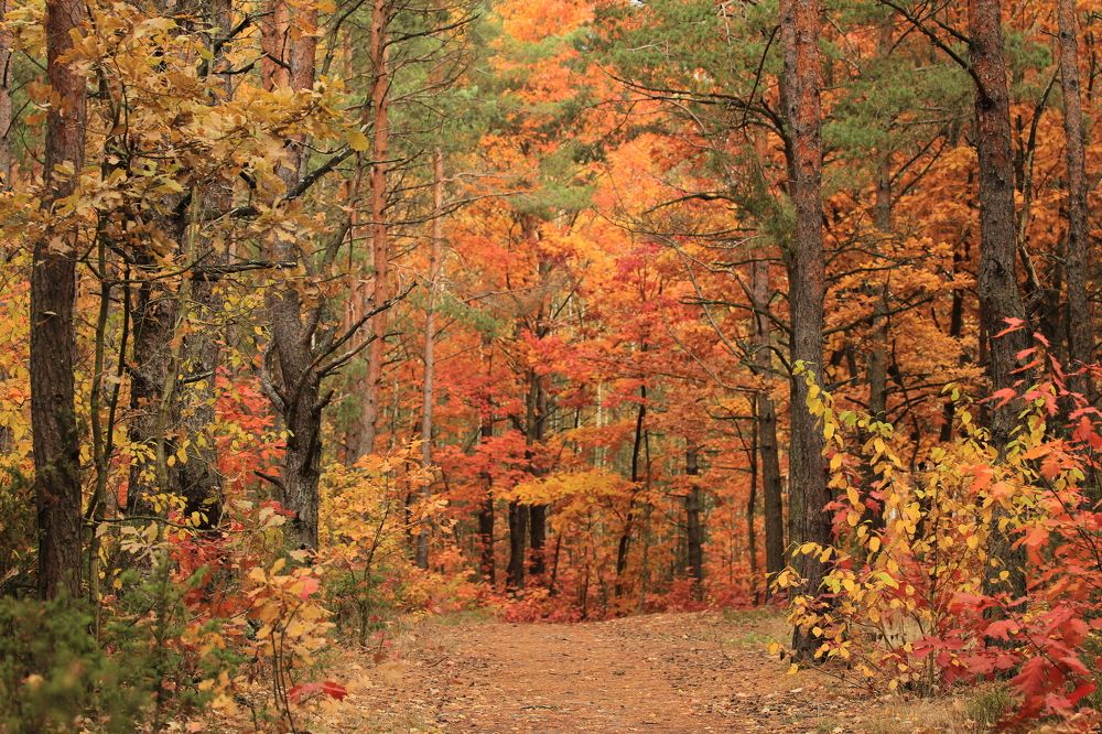 Фотография автора Колосова Елена