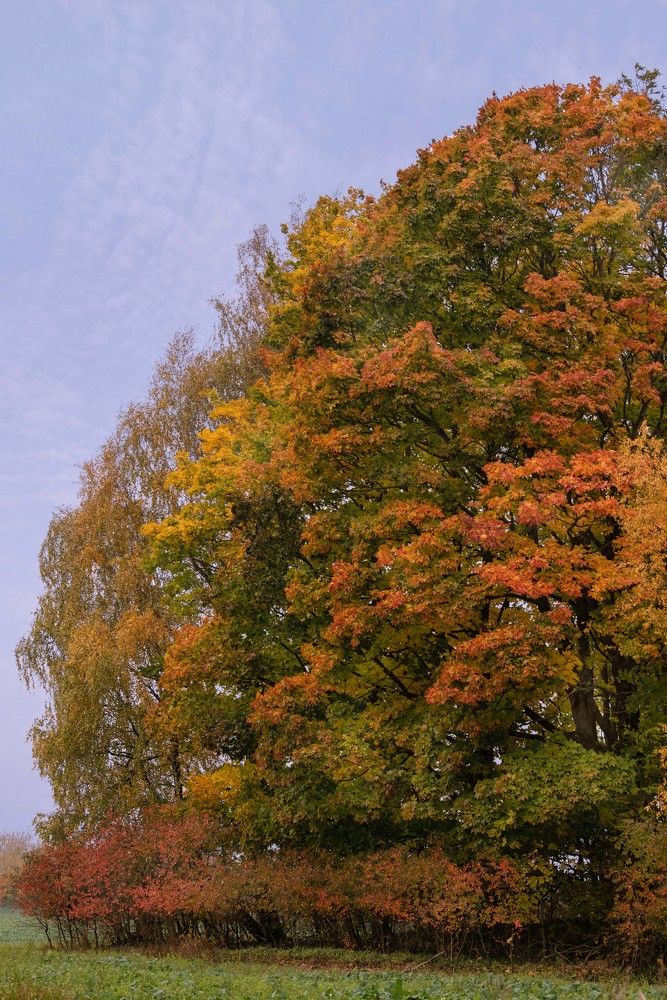 Photograph by Елена Мороз