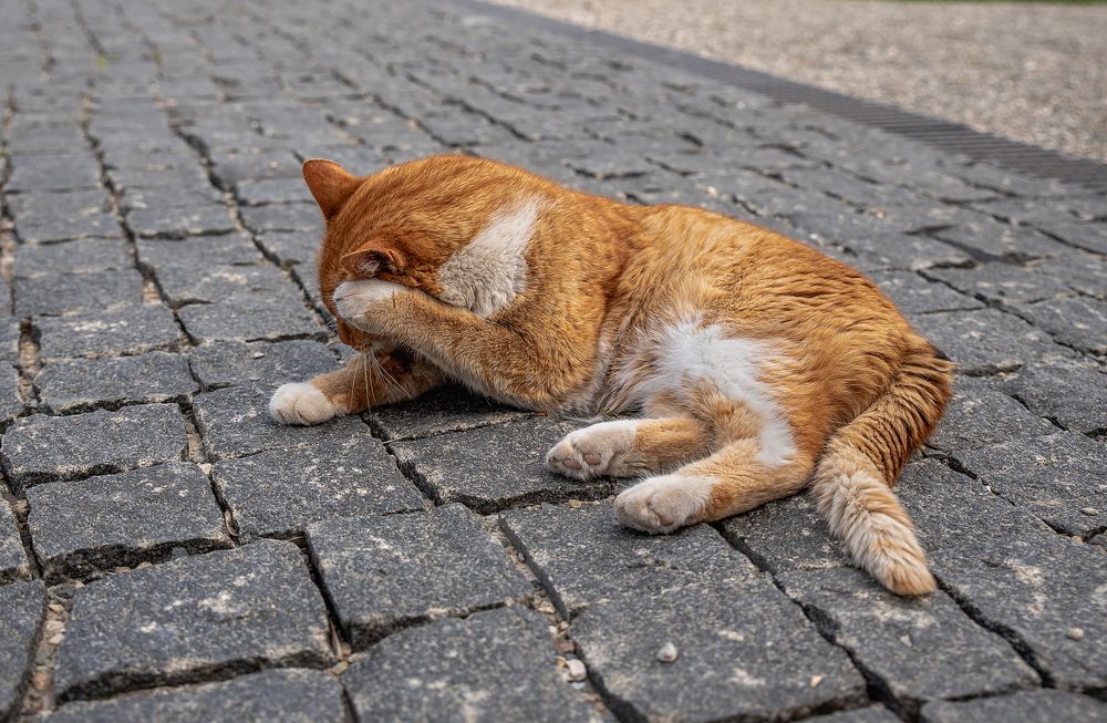 Не снимай, я монастырский!