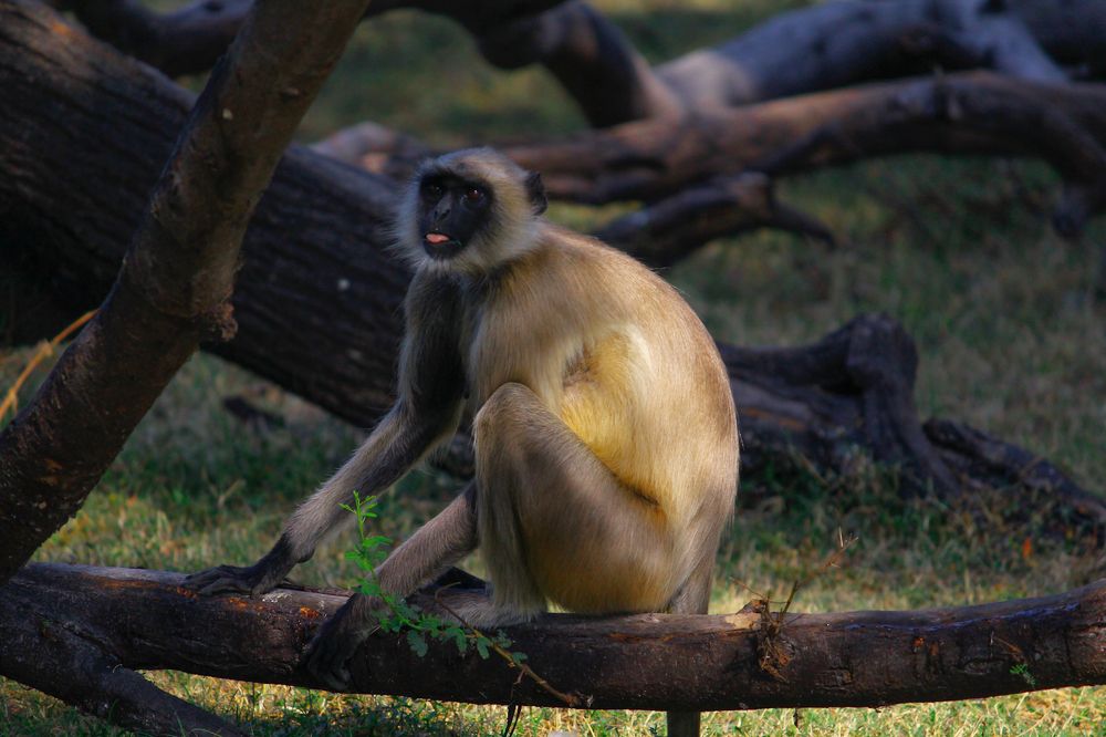 Фотография автора Nishant Soni