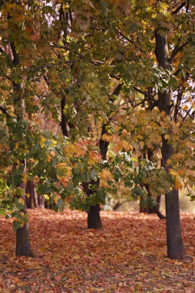 Photograph by Любовь Ершова