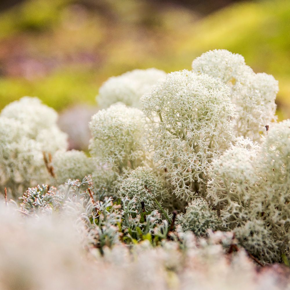 Фотография автора Панагушин Сергей