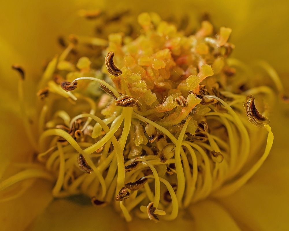 Центр притяжения