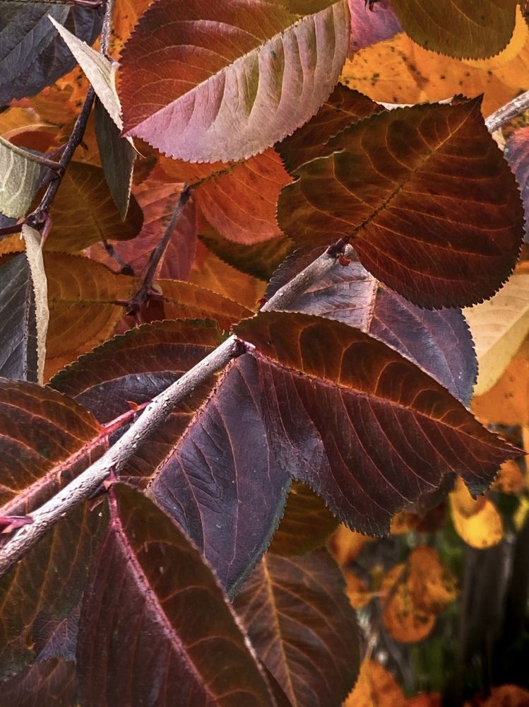 Photograph by Вера Романова