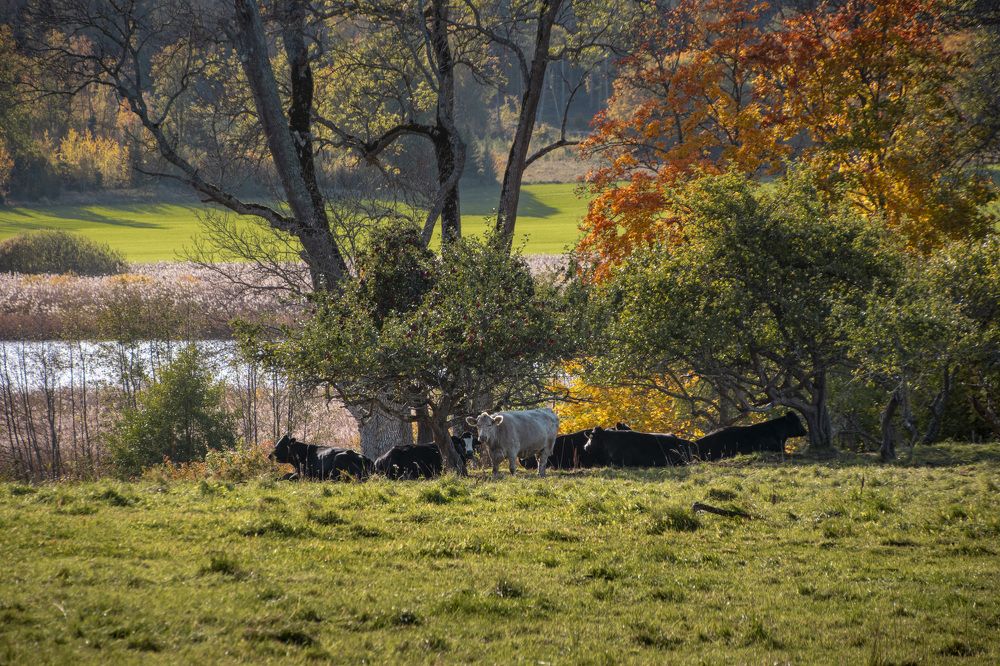 Photograph by Svetlana Jegorova