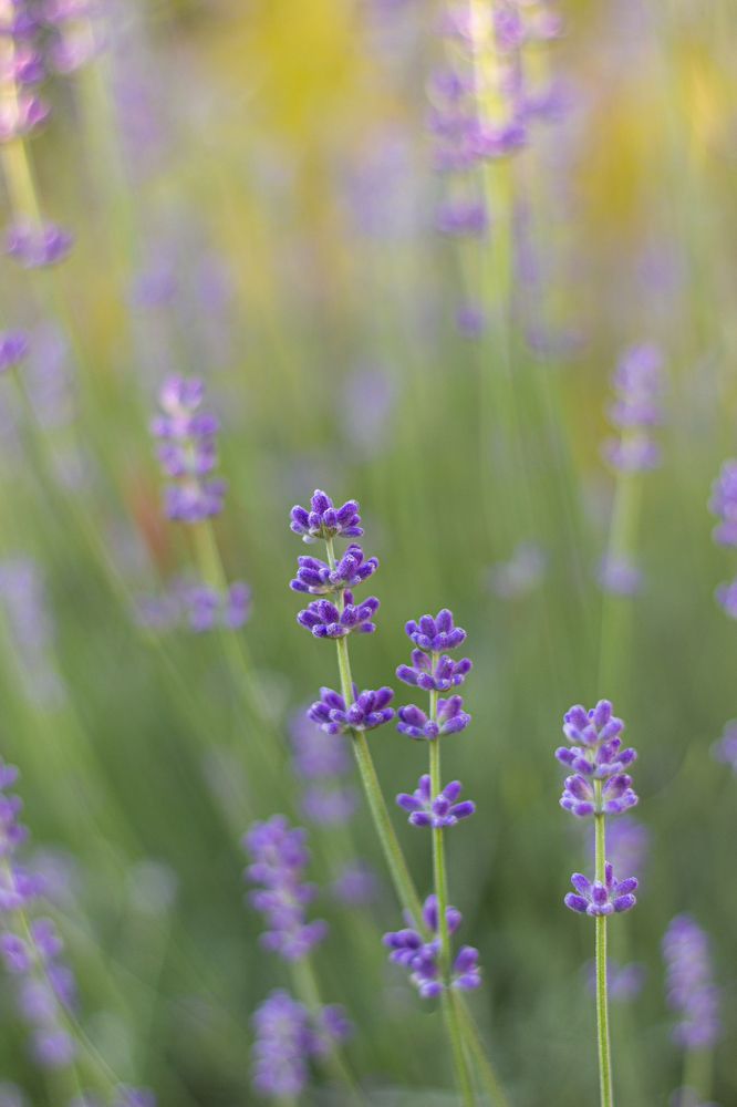 Фотография автора Ольга Войтехович