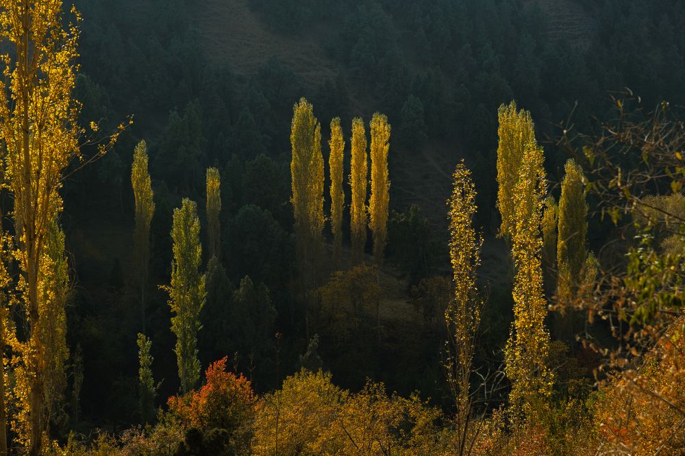 Photograph by Дильмурад Ахмедов