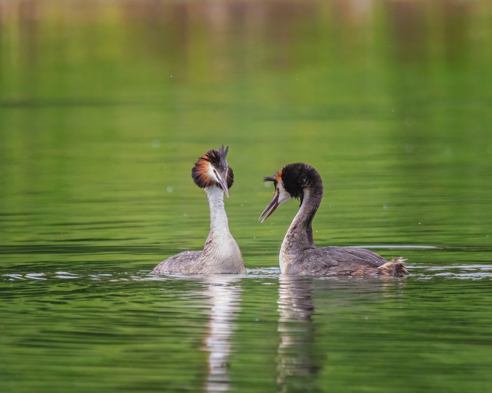 Большие поганки (Чомги)