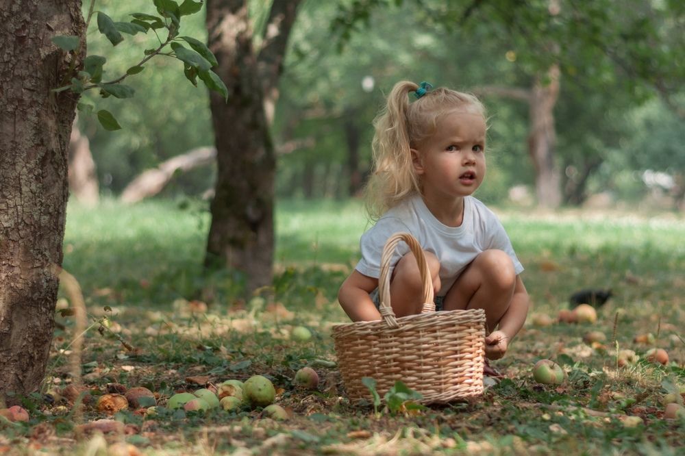 Сбор яблок в саду