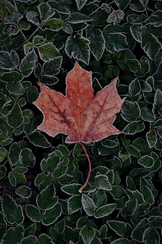 Photograph by Ольга Вороная