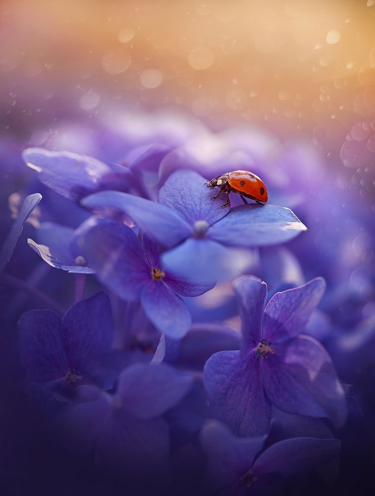 Photograph by S. Dana