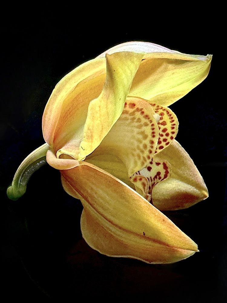 Photograph by Светлана Рашидова