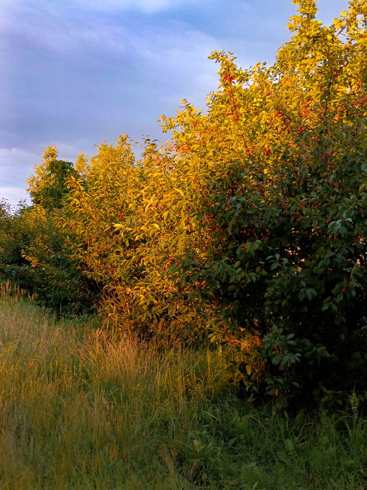 Photograph by Елена Шуть