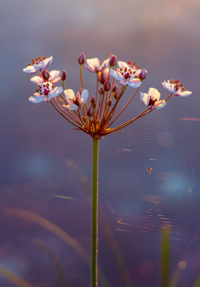 Photograph by Vera Komarova