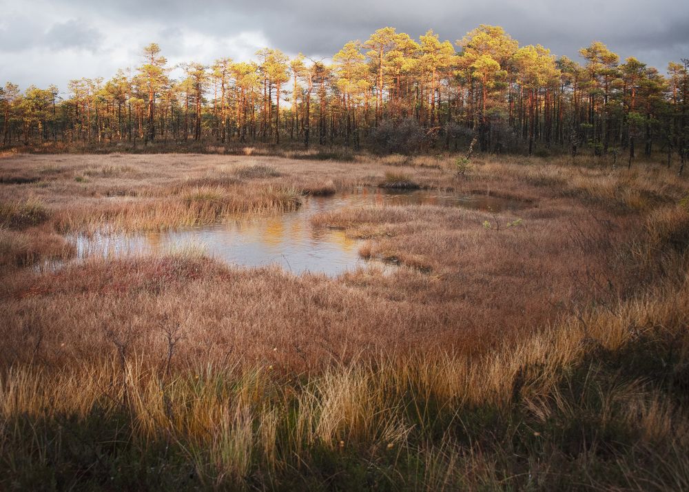Фотография автора Ольга Белоусова