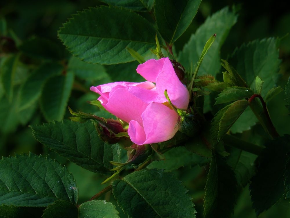 Photograph by Виктор Карпухин