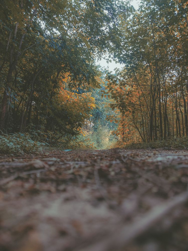 Autumn and the fallen leaves.