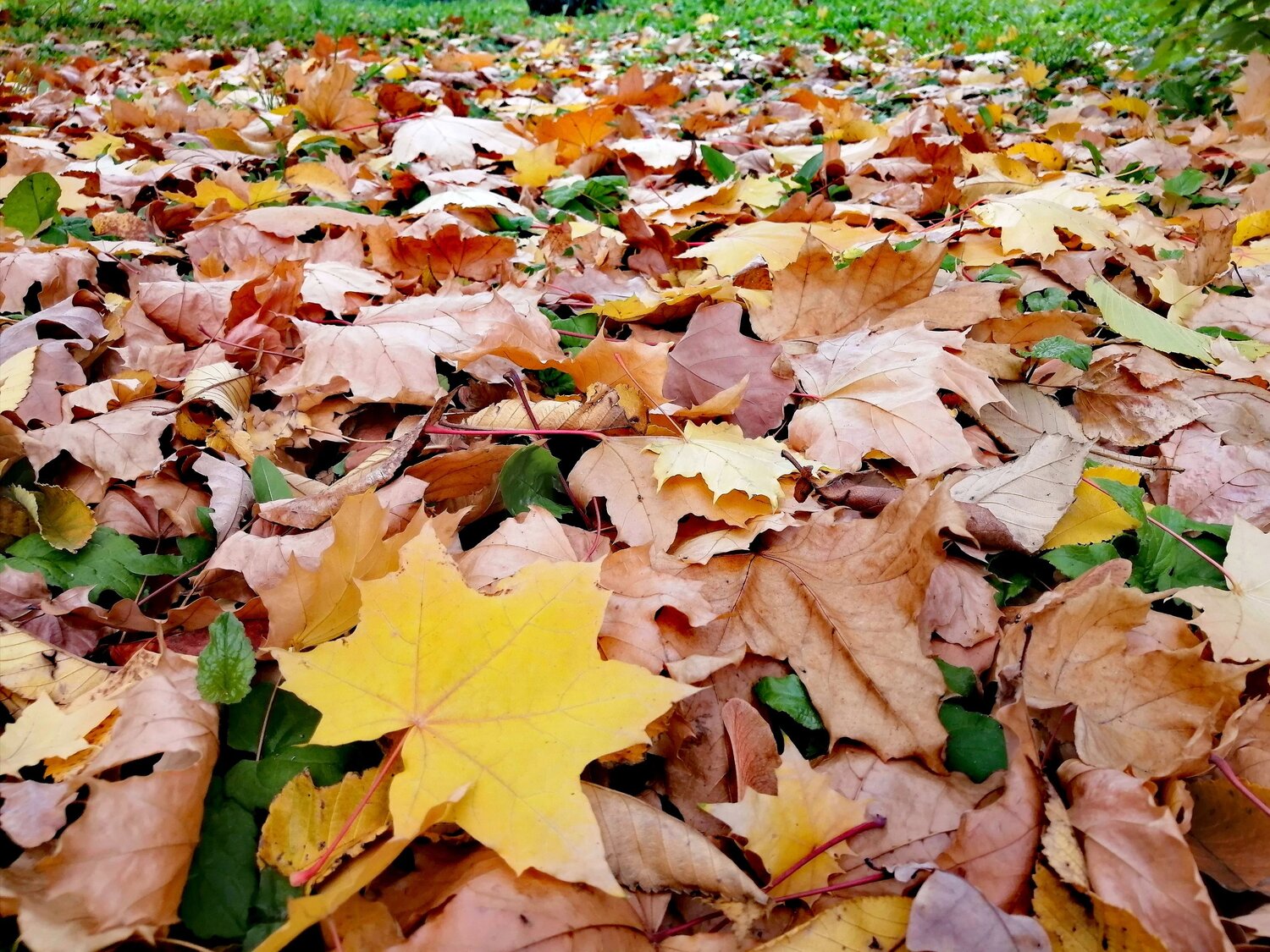 Photo #9696150