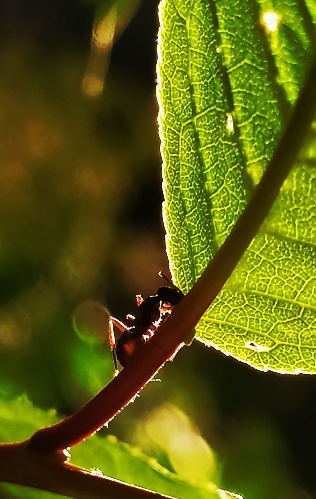 Photograph by Татьяна Лихачева