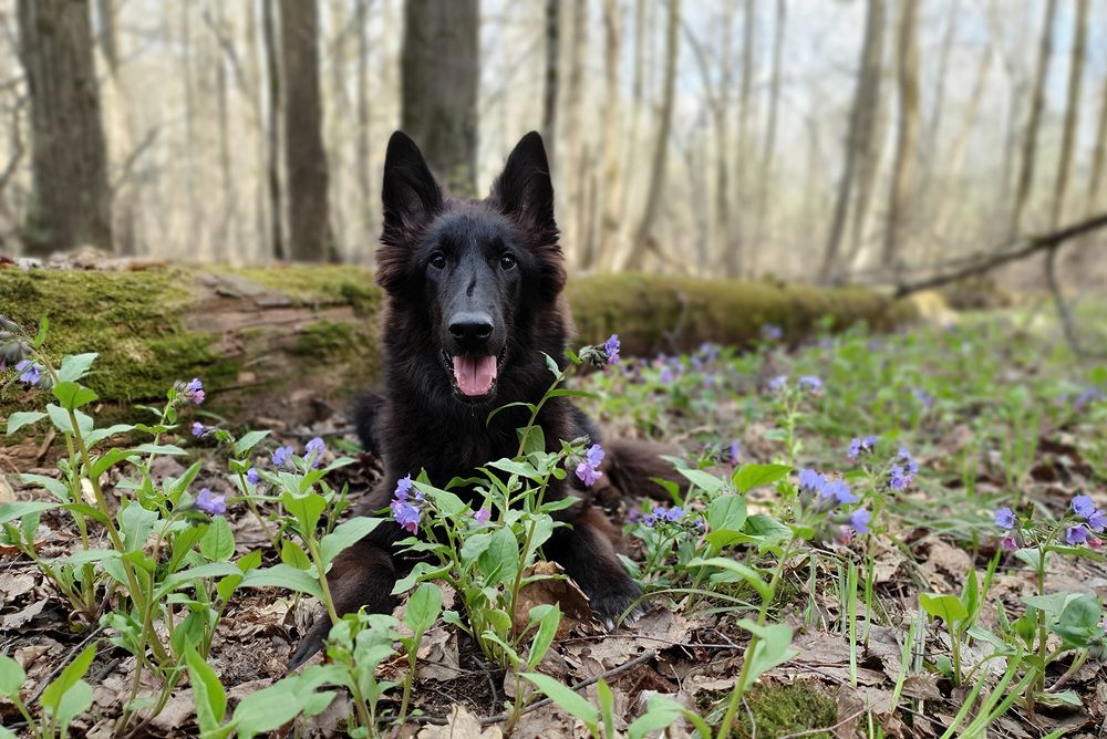 Фотография автора Надежда Лисицына