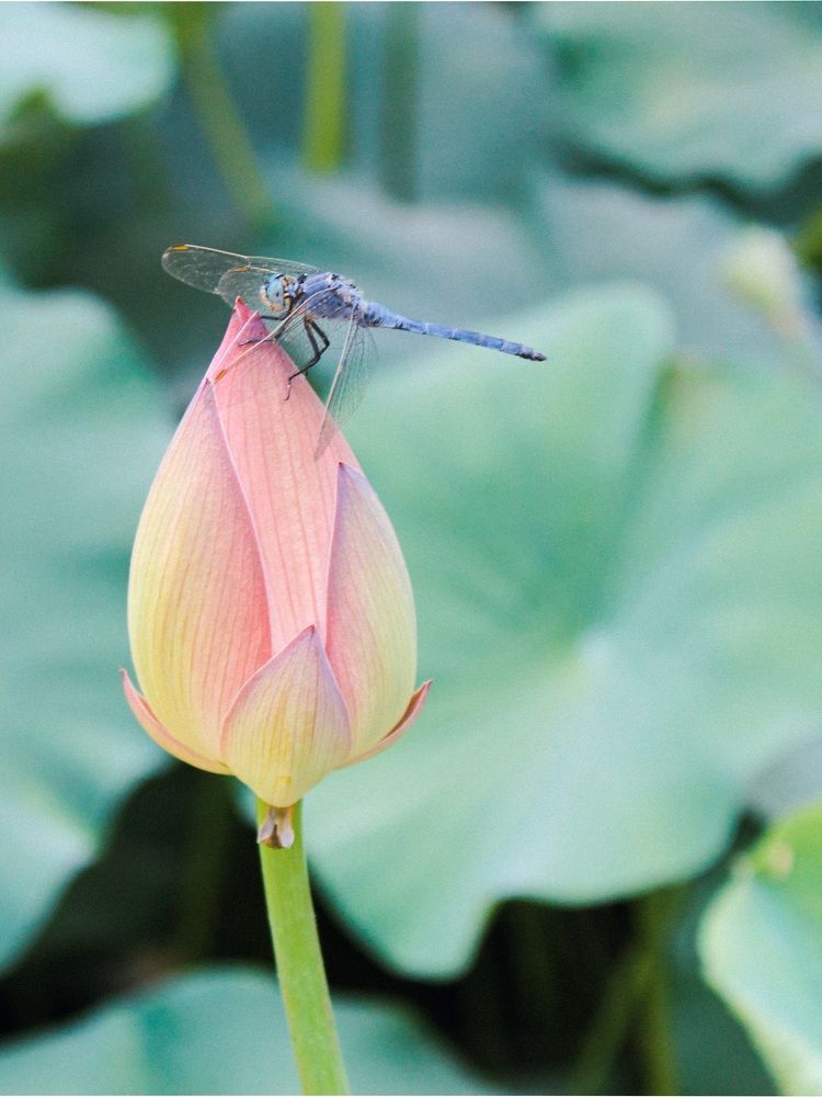 Photograph by Elizabeth Kabatskova