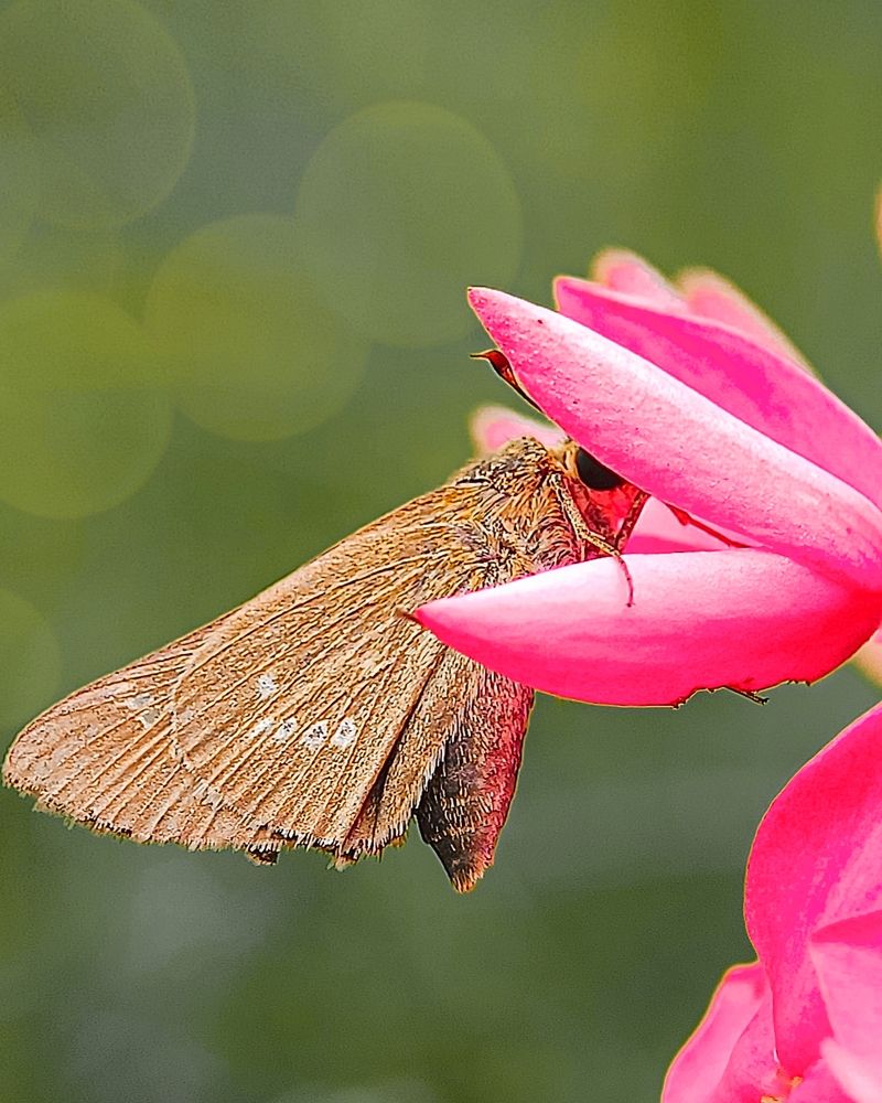 Photograph by soumya sahu