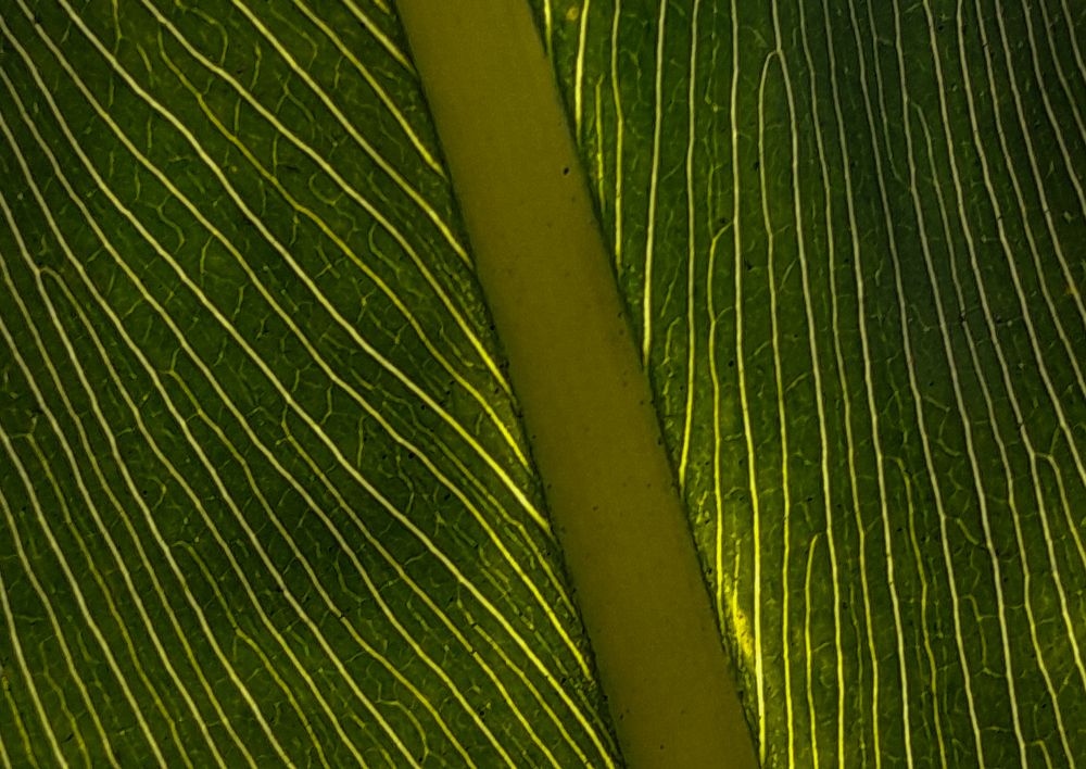 Photograph by MARK ANTHONY SANTOS