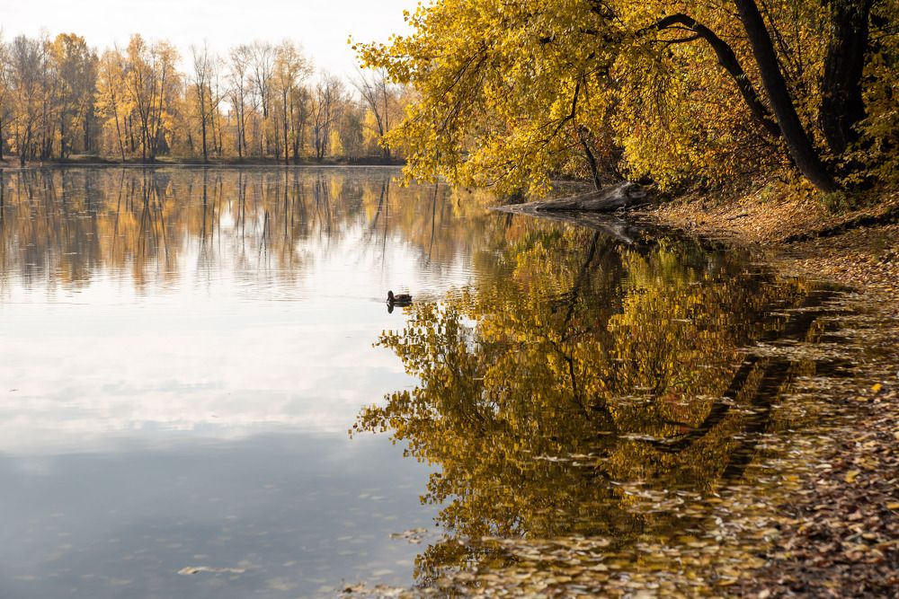 Уточка на озёрной глади)