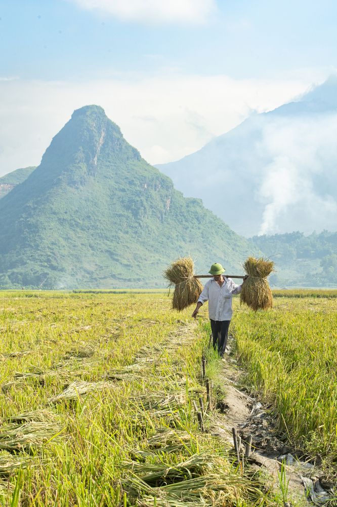 A man carries newly harvested rice in Muong Than fields