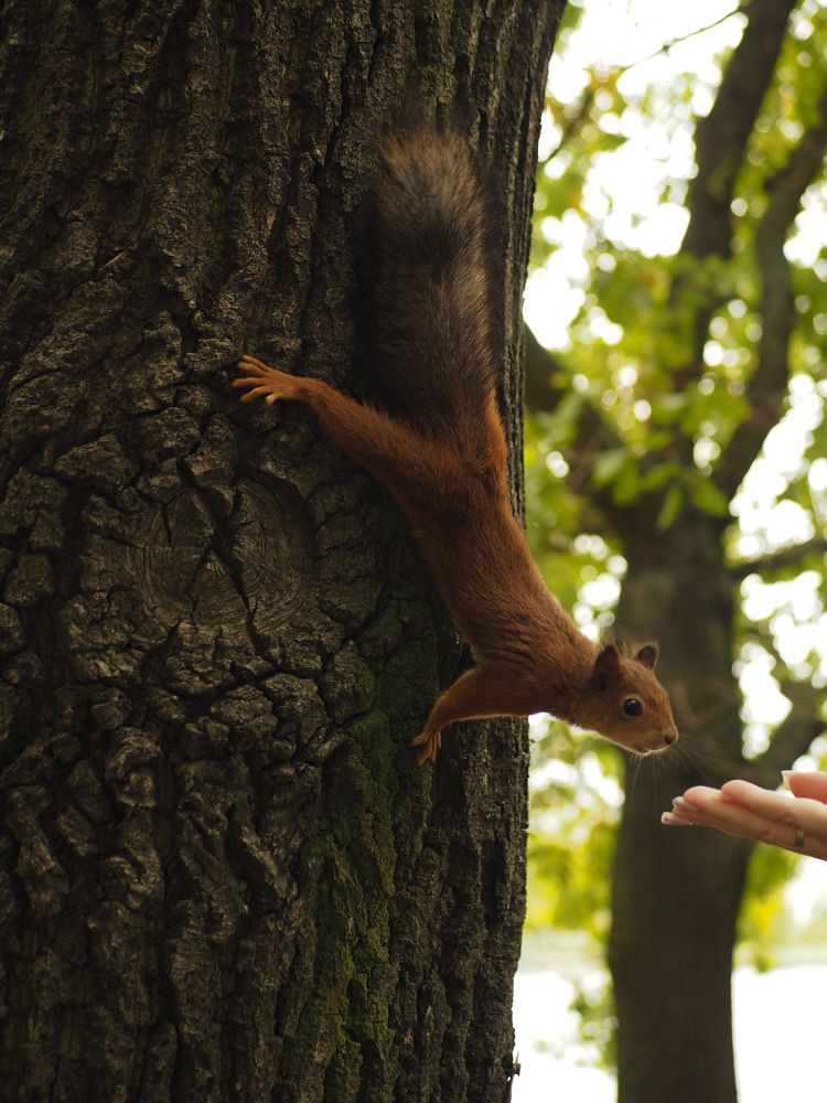 Photograph by Елена Шишкина