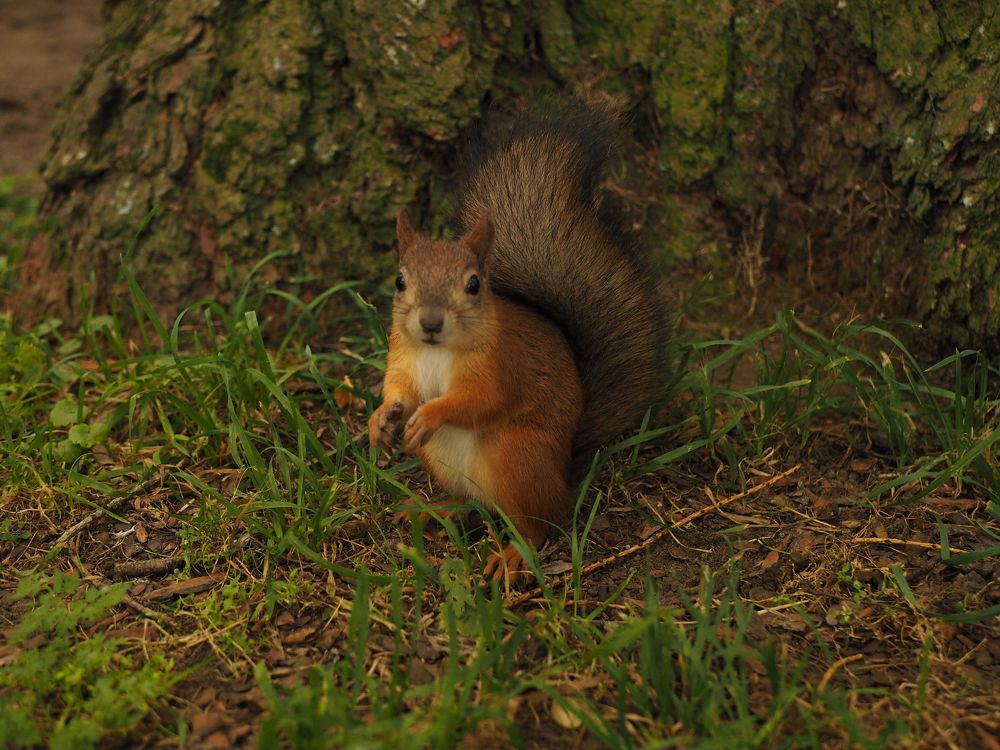 Photograph by Елена Шишкина