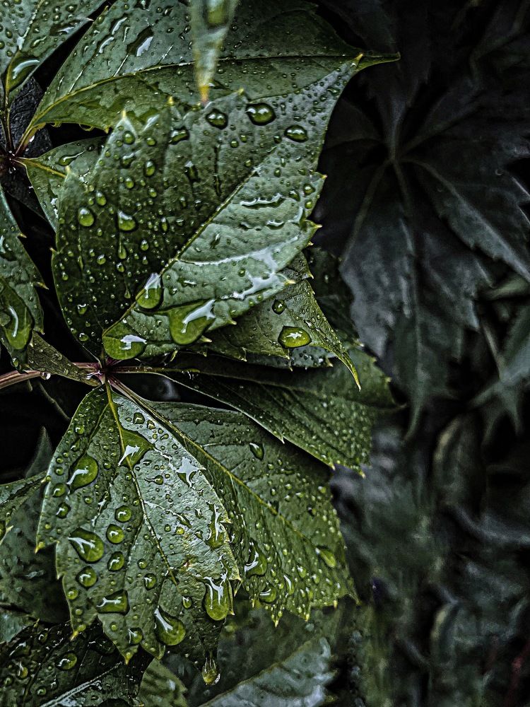 Photograph by Ольга Дорошенко