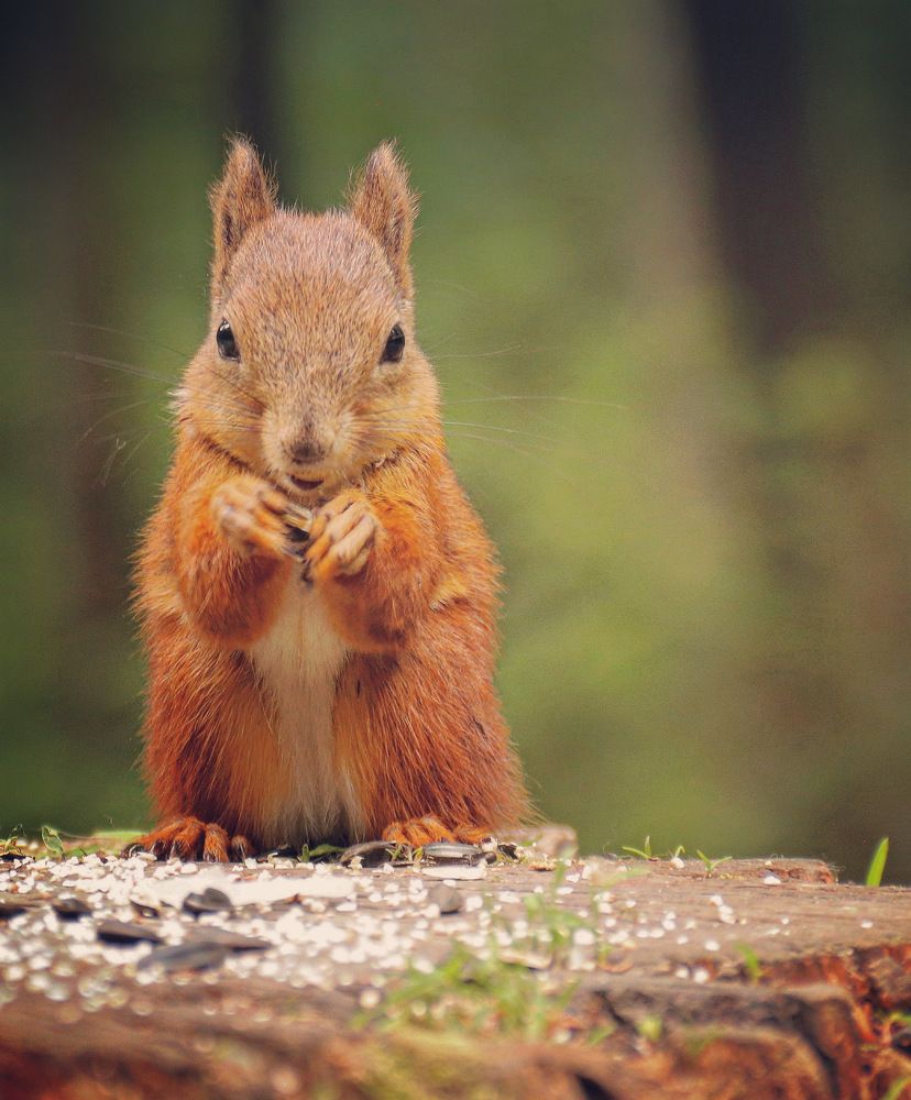 Photograph by Вячеслав Савицкий