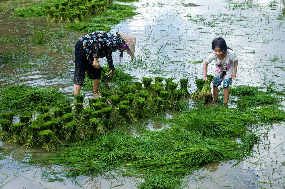 Photograph by Phúc Đoan Nguyễn