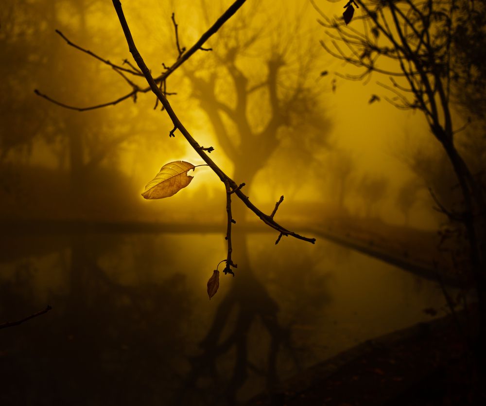 Фотография автора ehsan kaviani