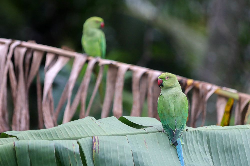 Photograph by menula Dharmathilake