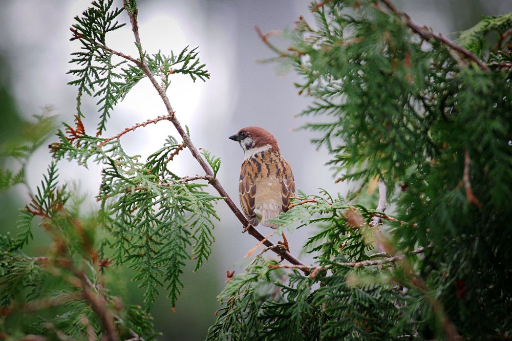 Photograph by Наталья Островцева