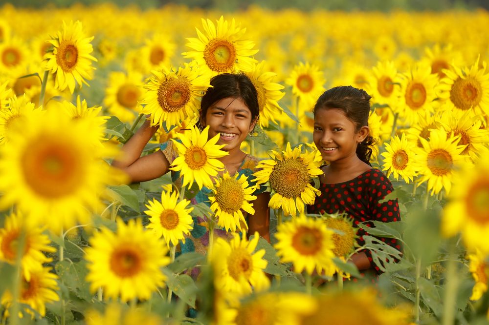 Two girl is playing in a sunflower field