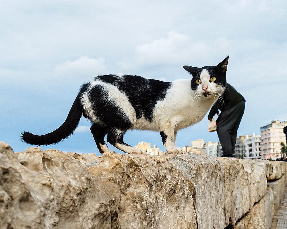 Фотография автора Ahmed Flex