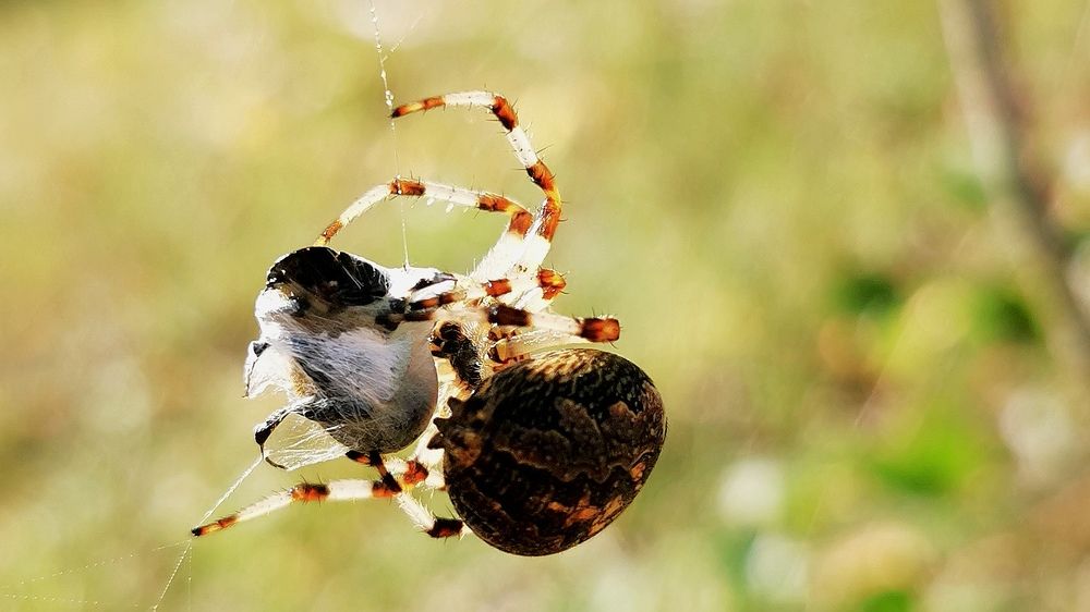 Photograph by Максим Шарыгин