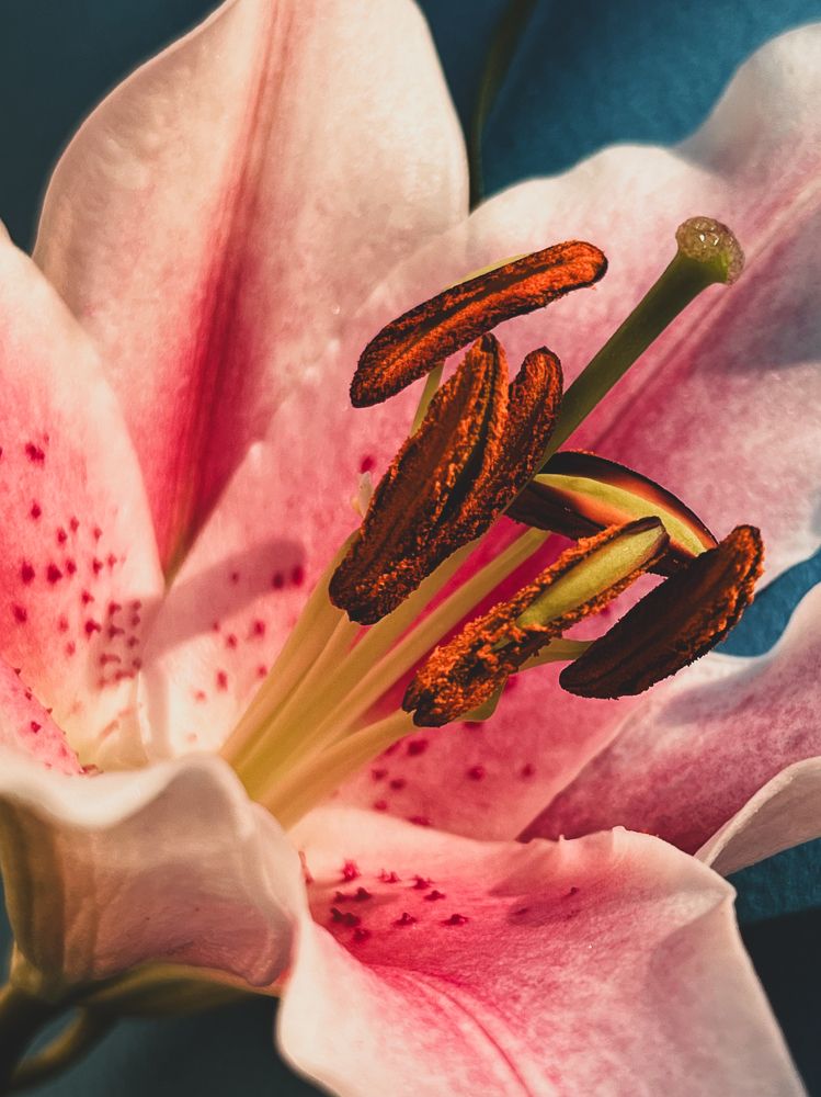 Photograph by Ольга Томашевич