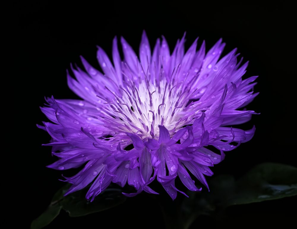 Photograph by Олег Пученков