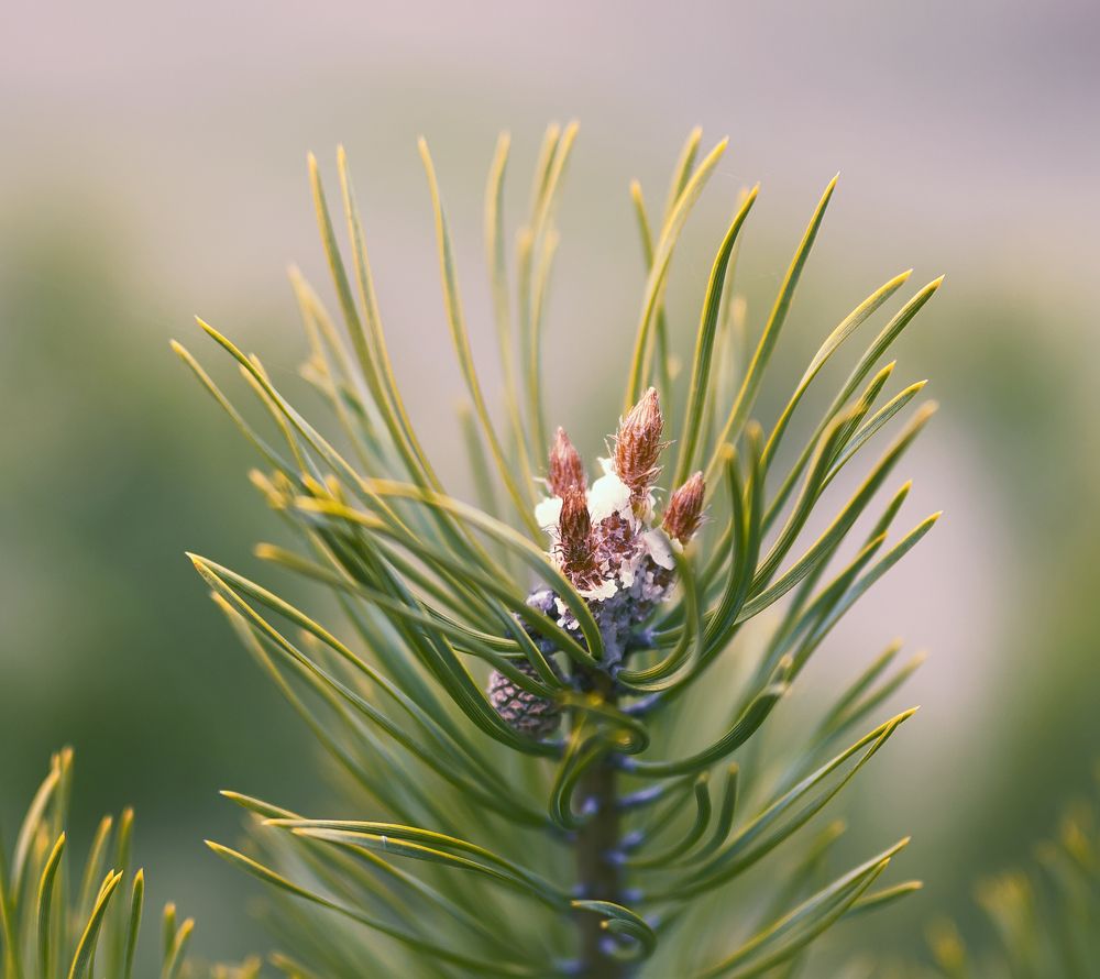 Photograph by Олег Пученков