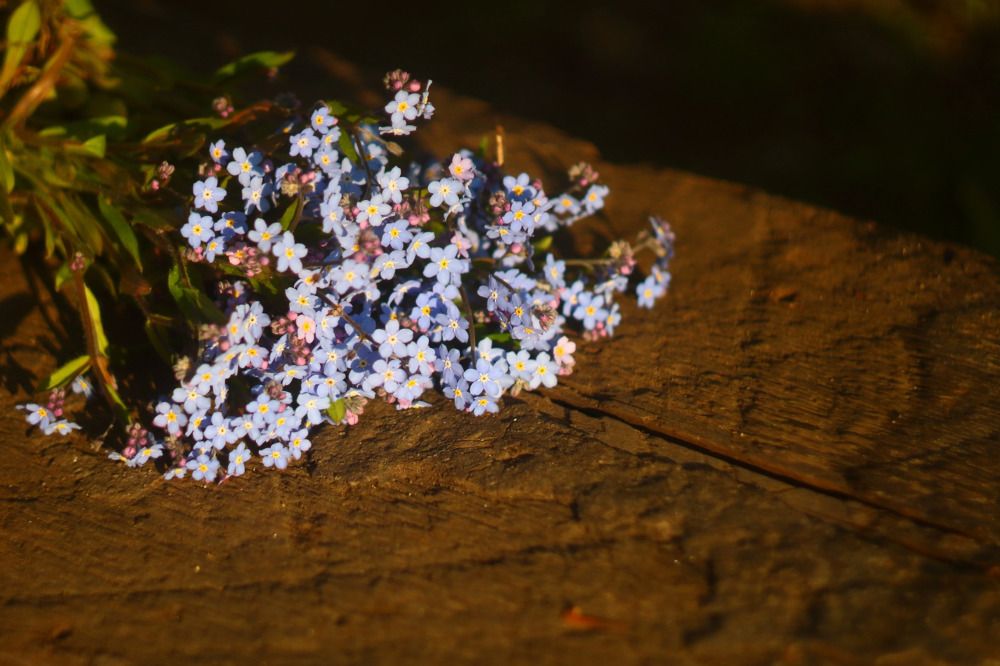 Photograph by Елена