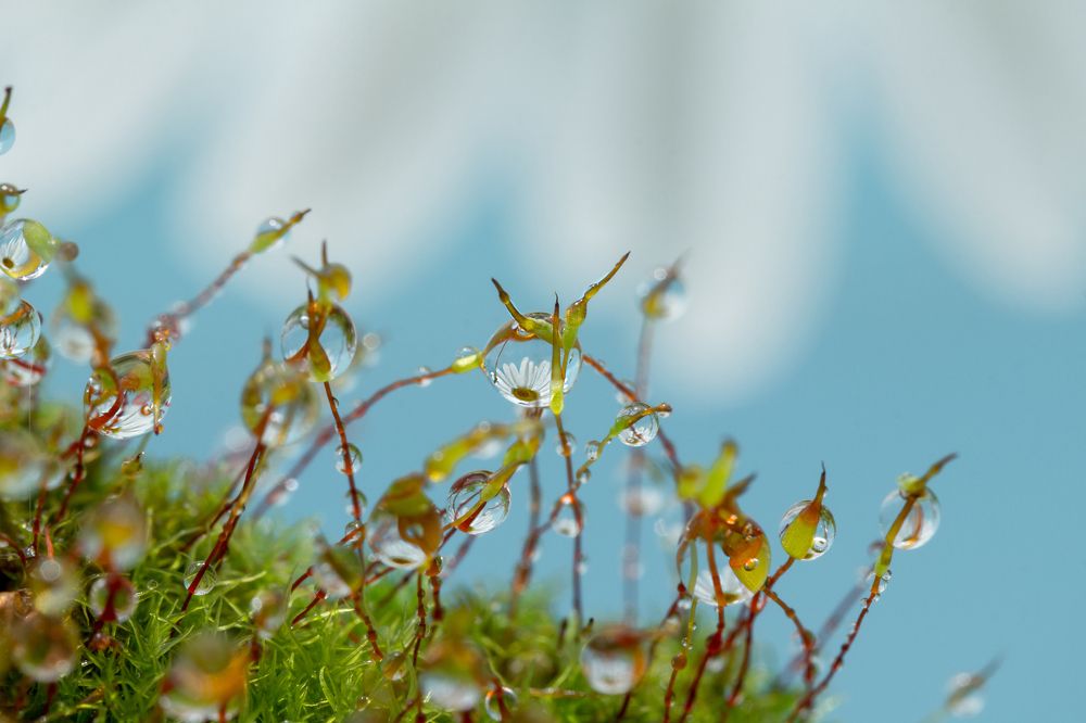 Мох и капельки