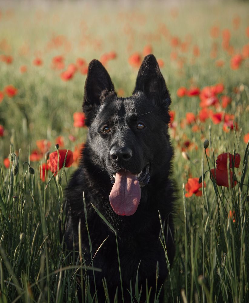 Photograph by Мария Кленовская