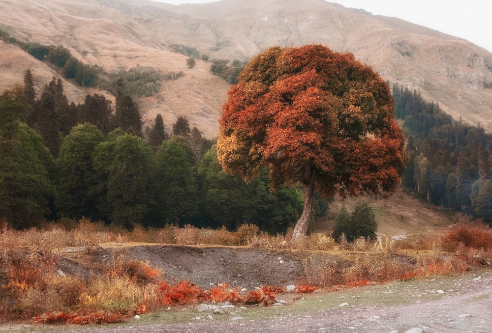 Фотография автора Виктория Шаманова