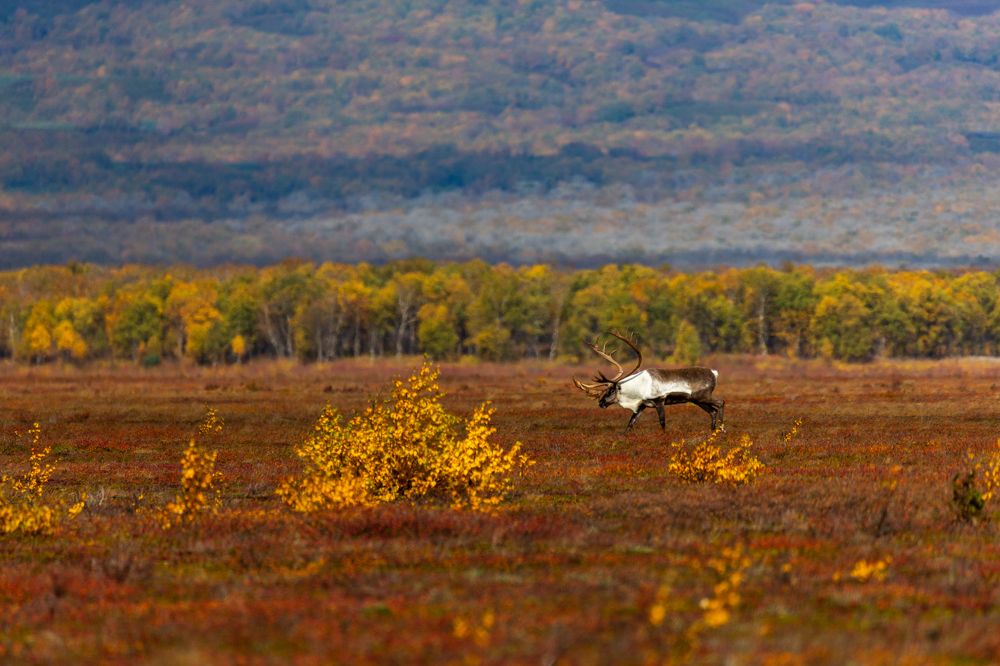 Дикий, свободный